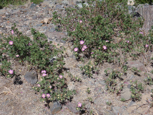 Wild ROSES on the Sweetwater.